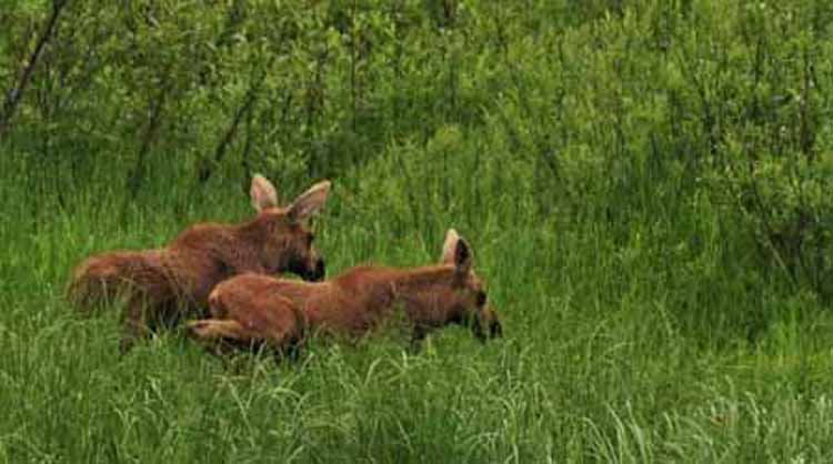 moose calves